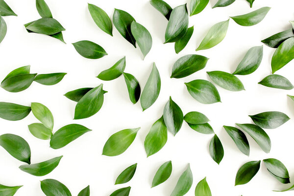 Pattern, texture with green leaves isolated on white background. lay flat, top view