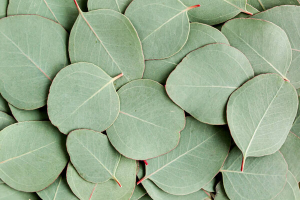 Background, Texture made of green eucalyptus leaves. Flat lay, top view