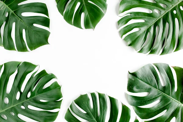 La palma tropical deja a Monstera sobre fondo blanco. Piso tendido, vista superior. —  Fotos de Stock