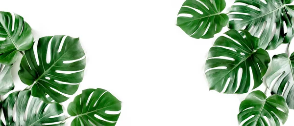 Banner aus grünen tropischen Palmenblättern Monstera auf weißem Hintergrund. Flache Lage, Draufsicht. — Stockfoto