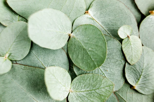 Background, Texture made of green eucalyptus leaves. Flat lay, top view — Stock Photo, Image