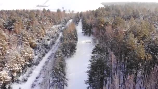 Зимний лес Природа Снег покрытые зимние деревья альпийский пейзаж ранним утром восход солнца Путешествия и туризм Мороженное дерево Tops яркие цвета Aerial 4k — стоковое видео