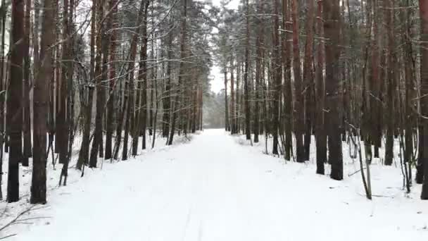 POV une promenade dans la forêt d'hiver.Belle vue sur la forêt d'hiver. Vidéo de drone, forêt d'hiver. — Video
