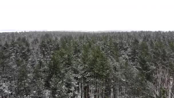 Belle vue sur la forêt d'hiver. Vidéo de drone, forêt d'hiver. — Video