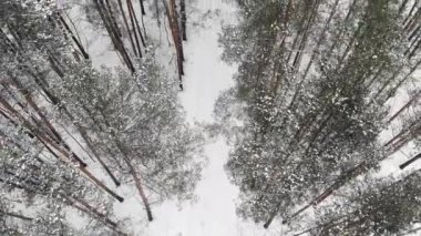 POV, kış ormanlarında bir yürüyüş. Güzel bir kış ormanı manzarası. Drone videosu, kış ormanı.