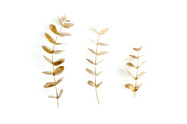 Beyaz arka planda altın yapraklı okaliptüs. Minimum konsept. düz yatış, üst görünüm