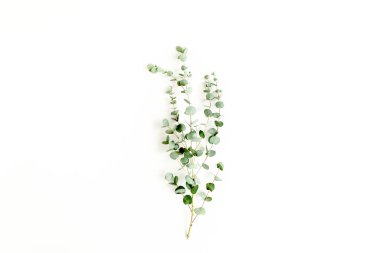 Beyaz arka planda yeşil okaliptüs. düz yatış, üst görünüm