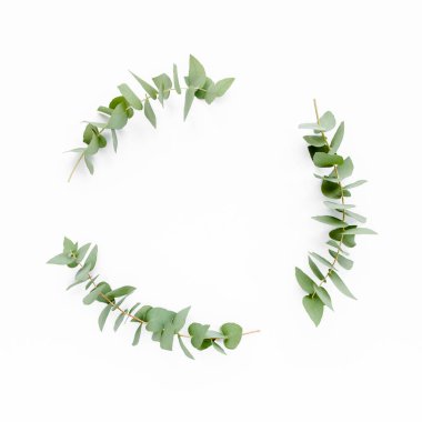 Beyaz arka planda izole edilmiş okaliptüs dallarından yapılmış çelenk çerçevesi. Düz uzan, üst görünüm