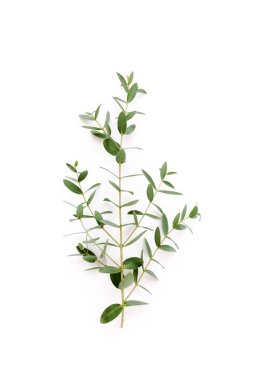 Beyaz arka planda yeşil okaliptüs. düz yatış, üst görünüm