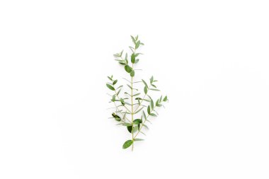 Beyaz arka planda yeşil okaliptüs. düz yatış, üst görünüm