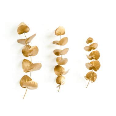 Beyaz arka planda altın yapraklı okaliptüs. Minimum konsept. düz yatış, üst görünüm