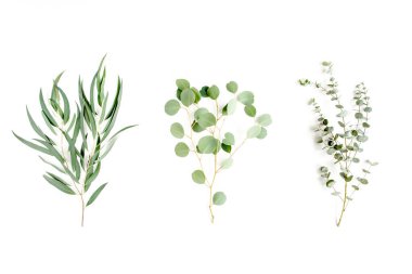 Bitkilerin karışımı yeşil dallar, okaliptüs ve bitki koleksiyonu beyaz arka planda. düz yatış, üst görünüm