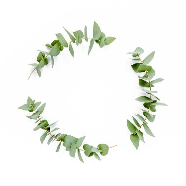 Beyaz arka planda izole edilmiş okaliptüs dallarından yapılmış çelenk çerçevesi. Düz uzan, üst görünüm