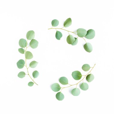 Beyaz arka planda izole edilmiş okaliptüs dallarından yapılmış yuvarlak çelenk çerçevesi. Düz uzan, üst görünüm