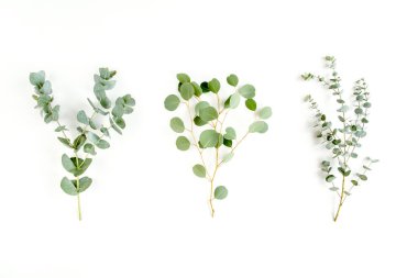 Bitkilerin karışımı yeşil dallar, okaliptüs ve bitki koleksiyonu beyaz arka planda. düz yatış, üst görünüm