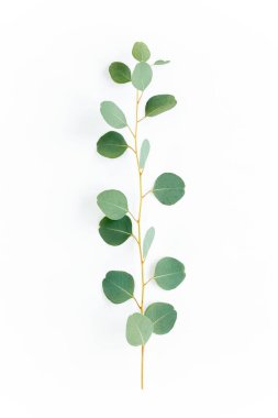 Okaliptüs populus yapraklı yeşil dal beyaz arka planda kalır. Düz uzan, üst görünüm