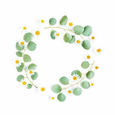 Dallardan yapılmış yuvarlak çelenk çerçevesi okaliptüs populus ve beyaz arka planda izole papatya çiçekleri. Düz uzan, üst görünüm