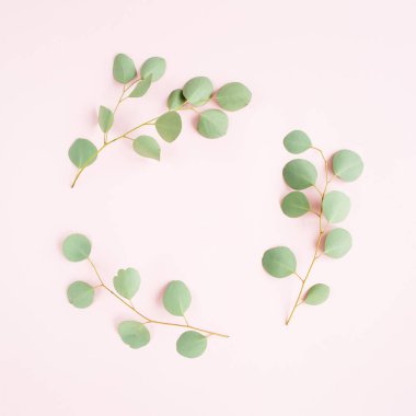 Dal dallarından yapılmış yuvarlak çelenk çerçevesi pembe arka planda izole edilmiş okaliptüs populus. Düz uzan, üst görünüm