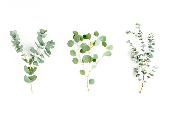 Mix of herbs green branches, leaves eucalyptus and plants collection on white background. flat lay, top view