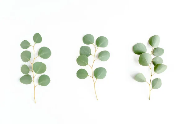 Groene tak, bladeren eucalyptus geïsoleerd op witte achtergrond. Vlakke lay, bovenaanzicht minimaal concept. — Stockfoto