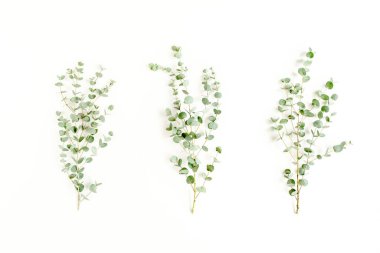 Beyaz arka planda yeşil okaliptüs yaprakları. düz yatış, üst görünüm