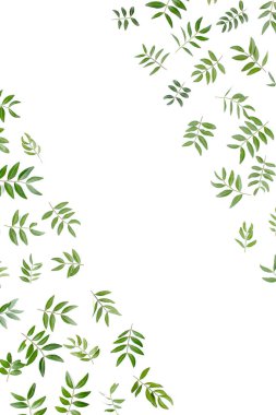 Beyaz arka planda yeşil yapraklı çerçeve çalışma alanı. Düz uzan, üst görünüm