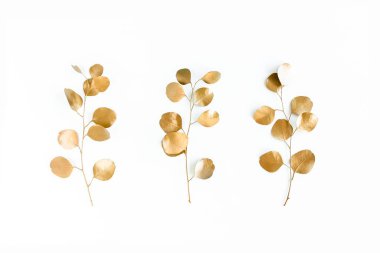 Beyaz arka planda altın yapraklı okaliptüs. Minimum konsept. düz yatış, üst görünüm