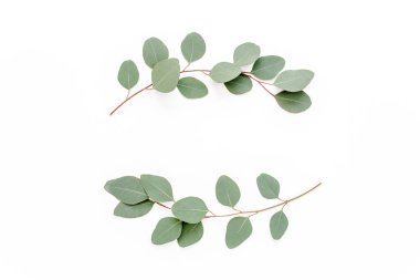 Beyaz arka planda izole edilmiş okaliptüs dallarından yapılmış çelenk çerçevesi. Düz uzan, üst görünüm