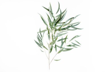 Beyaz arka planda yeşil okaliptüs. düz yatış, üst görünüm