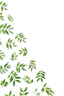 Beyaz arka planda yeşil yapraklı çerçeve çalışma alanı. Düz uzan, üst görünüm