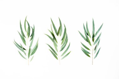 Beyaz arka planda yeşil okaliptüs yaprakları. düz yatış, üst görünüm