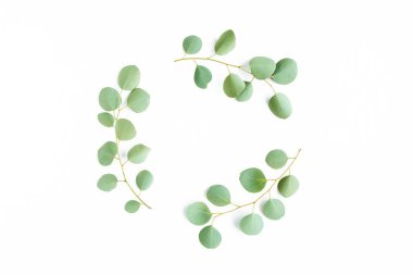 Beyaz arka planda izole edilmiş okaliptüs dallarından yapılmış yuvarlak çelenk çerçevesi. Düz uzan, üst görünüm