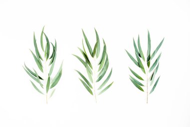 Beyaz arka planda yeşil okaliptüs yaprakları. düz yatış, üst görünüm