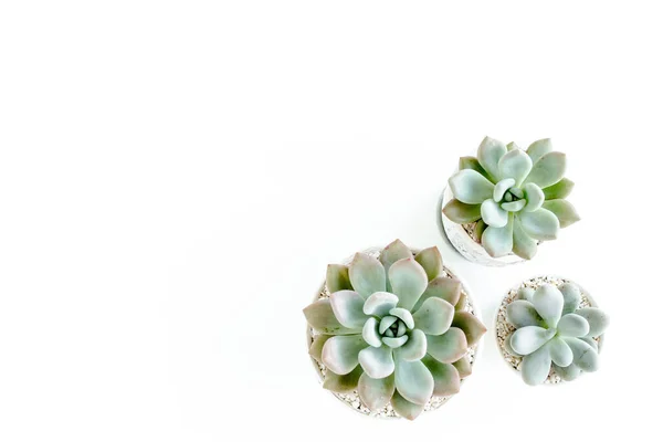 Πράσινα φυτά σε γλάστρα, ζουμερά φυτά απομονωμένα σε λευκό φόντο. Επίπεδο lay, πάνω όψη. — Φωτογραφία Αρχείου
