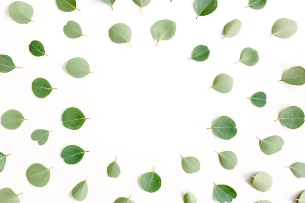 Rund ram arbetsyta med gröna blad eukalyptus populus isolerad på vit bakgrund. låg platt, ovanifrån — Stockfoto