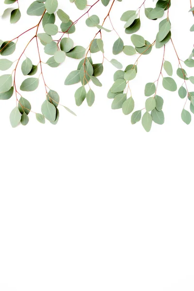 Pattern with green leaves eucalyptus populus isolated on white background. Flat lay, top view — Stock Photo, Image