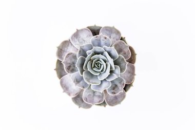 Yeşil ev bitkileri, sulu bitkiler beyaz arka planda izole edilmiş. Düz yatış, üst görünüm.