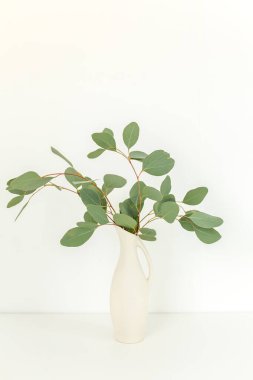 Okaliptüs populus dalları ışık arka planında, masanın üstünde vazoda. Ev dekoru. Günlük, web sitesi veya sosyal medya kavramı