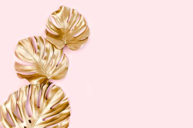 Altın tropikal palmiye pembe arka planda Canavar bırakır. Düz konum, üst görünüm minimum konsept.