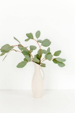 Okaliptüs populus dalları ışık arka planında, masanın üstünde vazoda. Ev dekoru. Günlük, web sitesi veya sosyal medya kavramı