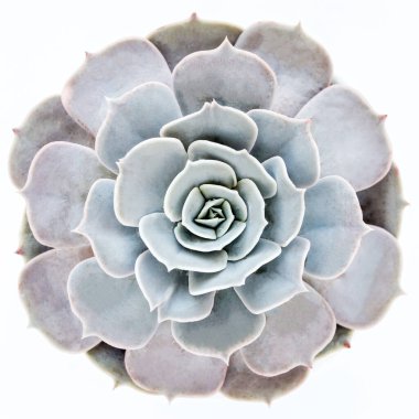 Yeşil ev bitkileri, sulu bitkiler beyaz arka planda izole edilmiş. Düz yatış, üst görünüm.