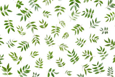 Beyaz arka planda izole edilmiş yeşil yapraklardan oluşan desen. Düz uzan, üst görünüm