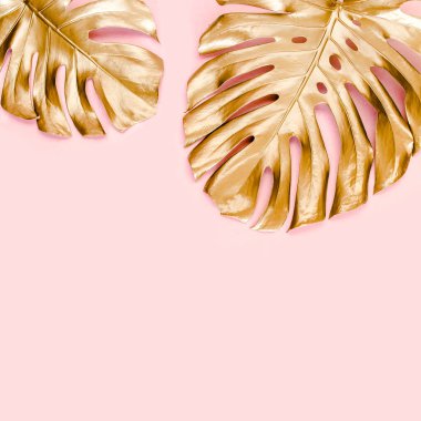 Altın tropikal palmiye pembe arka planda Canavar bırakır. Düz konum, üst görünüm minimum konsept.