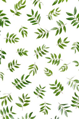 Beyaz arka planda izole edilmiş yeşil yapraklardan oluşan desen. Düz uzan, üst görünüm