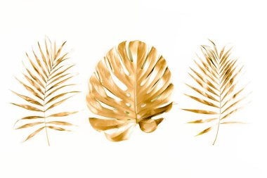 Altın tropikal palmiye beyaz arka planda Canavar bırakır. Düz konum, üst görünüm minimum konsept.