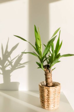 Çubuk tencerede Yucca palmiyesi ve beyaz duvarda gölgeler