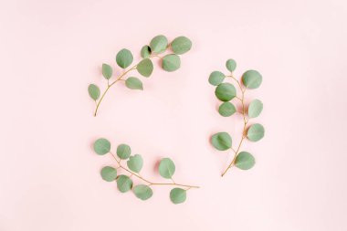 Dal dallarından yapılmış yuvarlak çelenk çerçevesi pembe arka planda izole edilmiş okaliptüs populus. Düz uzan, üst görünüm