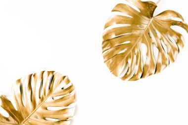 Altın tropikal palmiye beyaz arka planda Canavar bırakır. Düz konum, üst görünüm minimum konsept.