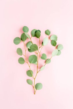 Pembe arka planda yeşil dal okaliptüs. düz yatış, üst görünüm