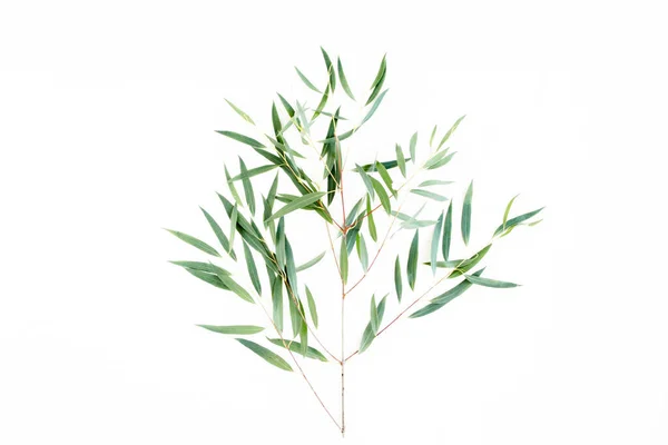 Zielona gałąź eukaliptusa na białym tle. układanie płaskie, widok z góry — Zdjęcie stockowe